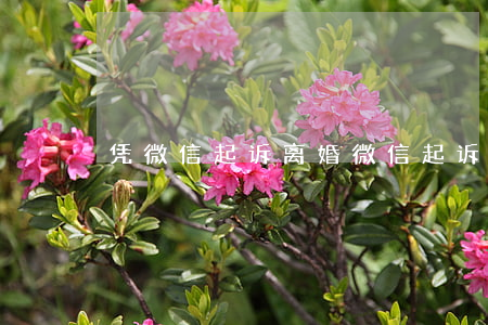 凭微信起诉离婚(微信起诉离婚流程)
