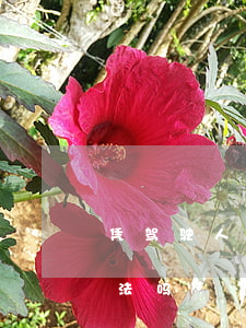 凭驾驶人视频可以处理违法吗(录他人视频违法吗)