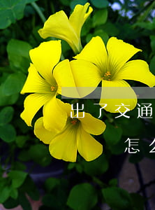 出了交通事故賠償費怎么算(出了交通事故賠償費怎么算)