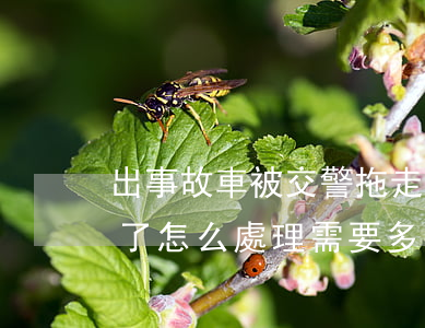出事故車被交警拖走多少錢(事故被交警拖車了怎么處理需要多少錢)