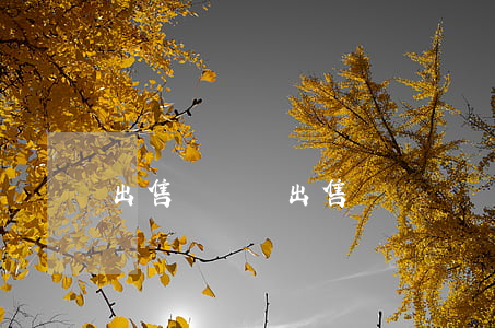 出售報廢車(出售報廢車輛合同范本)