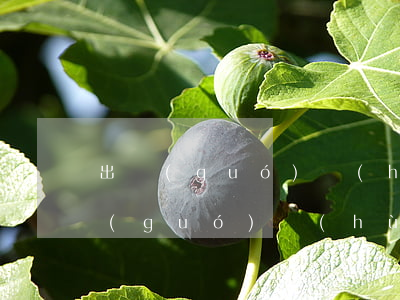 出國(guó)護(hù)照辦理流程(出國(guó)護(hù)照辦理流程和費(fèi)用2021)