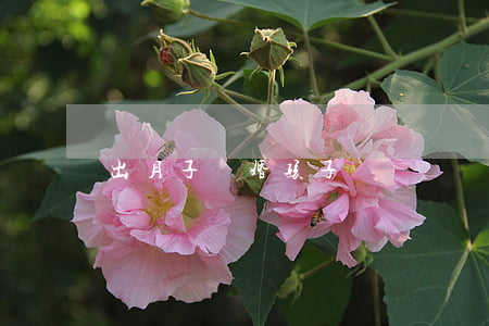 出月子離婚孩子歸誰