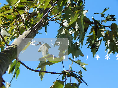 出現(xiàn)事故走保險(xiǎn)來(lái)年需要多花多少錢(qián)(出現(xiàn)事故走保險(xiǎn)來(lái)年需要多花多少錢(qián))
