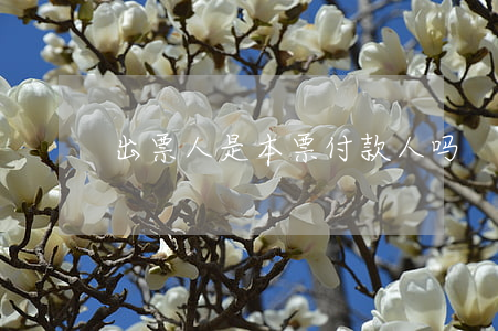 出票人是本票付款人吗