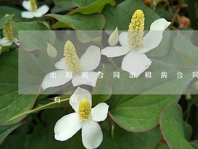 出租房合同(出租房合同怎么寫(xiě)才有效)