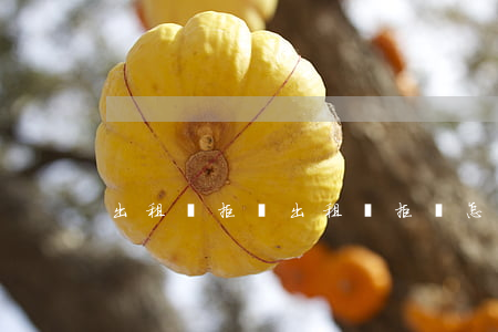 出租車拒載，出租車拒載怎么投訴