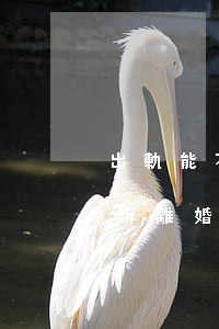 出軌能不能成為起訴離婚的依據(jù)(起訴離婚出軌拿什么證據(jù))
