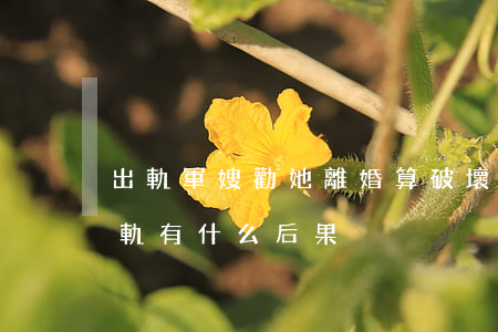 出軌軍嫂勸她離婚算破壞軍婚嗎(如果軍嫂出軌有什么后果)