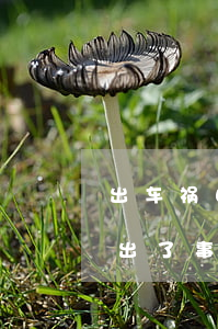 出车祸自己全责的话多少钱以上走保险?(开车出了事故自己全责保险能赔多少?)
