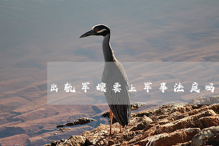 出轨军嫂要上军事法庭吗