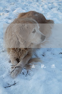 出轨提离婚女方不愿意怎么办