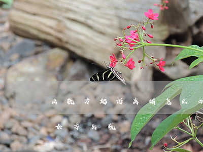 出轨方起诉离婚怎么办(离婚该怎么起诉离婚女方出轨)