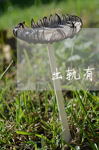 出轨有夫之妇