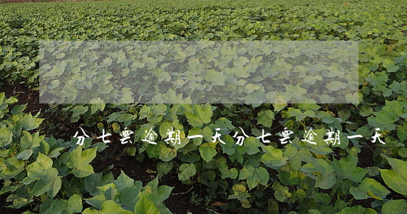 分七云逾期一天(分七云逾期一天)