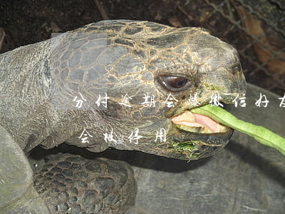 分付逾期会爆微信好友吗(微信分付逾期多久会被停用)