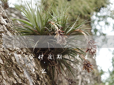 分付逾期會像支付寶秒扣嗎(分付逾期一天會怎么樣)