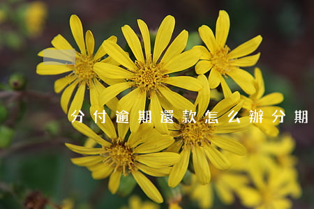 分付逾期還款怎么辦(分期付款逾期怎么還款)