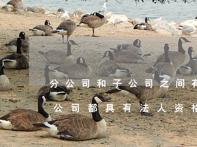 分公司和子公司之间有什么不同（分公司和子公司都具有法人资格吗）