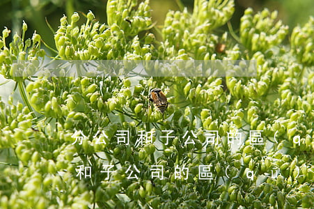分公司和子公司的區(qū)別(注冊分公司和子公司的區(qū)別)