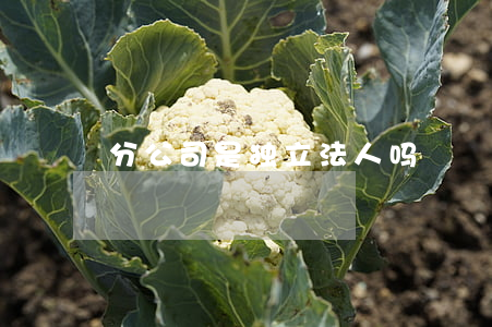 分公司是独立法人吗