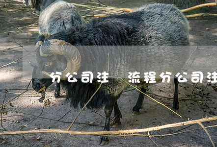 分公司注冊流程(分公司注冊流程)