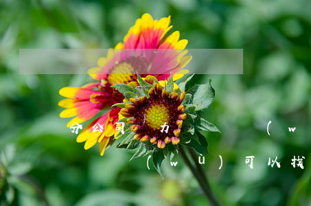 分公司無力償還債務(wù)(分公司無力償還債務(wù),可以找總公司嗎)