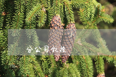 分公司能投標嗎