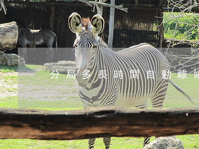 分局多長時間自動離婚