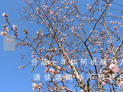 分居一年如何说服对方离婚(分居两年如何申请快速离婚不想挽回)
