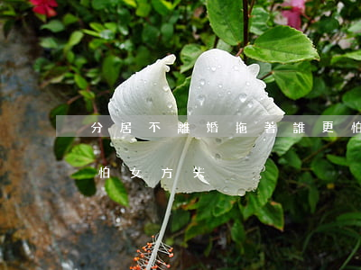 分居不離婚拖著誰更怕(分居不離婚拖著誰更怕,女方失蹤)