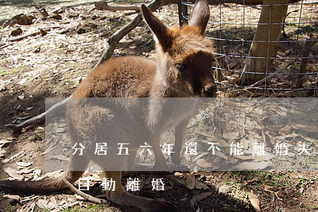 分居五六年還不能離婚(夫妻分居六年是不是自動離婚)