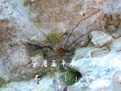 分居五年不離婚的原因(夫妻分居5年不離婚不聯(lián)系)