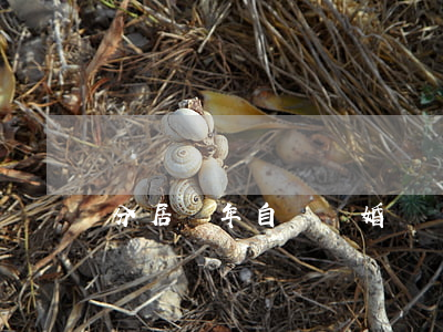 分居兩年自動離婚