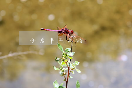 分居半年离婚