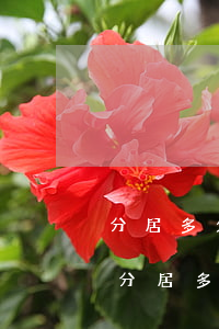 分居多久就全自動(dòng)離婚了(夫妻分居多久可以自動(dòng)離婚)