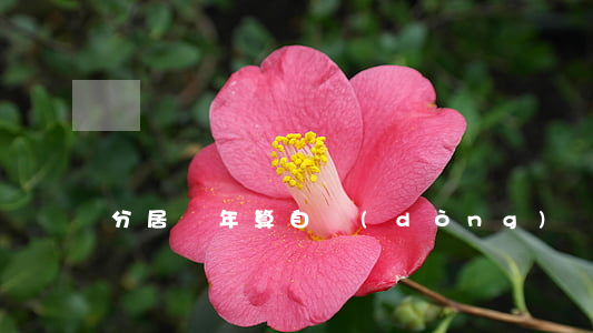 分居幾年算自動(dòng)離婚