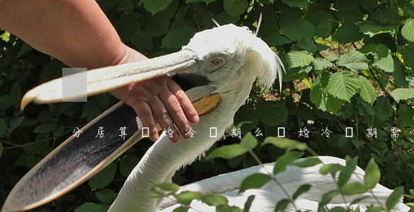 分居算離婚冷靜期么(離婚冷靜期需要分居嗎)