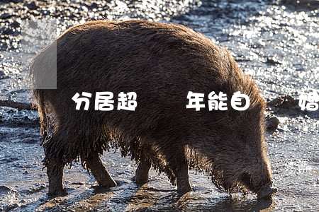 分居超過兩年能自動離婚嗎