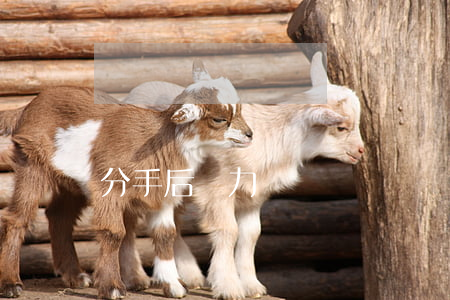 分手后無力償還