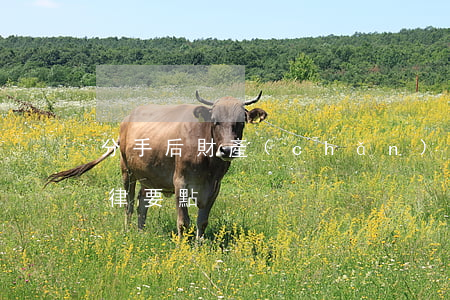 分手后財產(chǎn)糾紛處理的5個法律要點