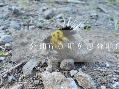 分期60期免息(分期60期免息)