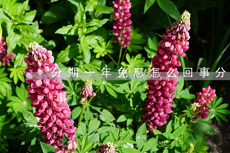 分期一年免息怎么回事(分期一年免息怎么回事)