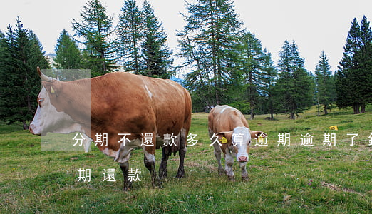 分期不還款多久算逾期(逾期了銀行不接受分期還款)