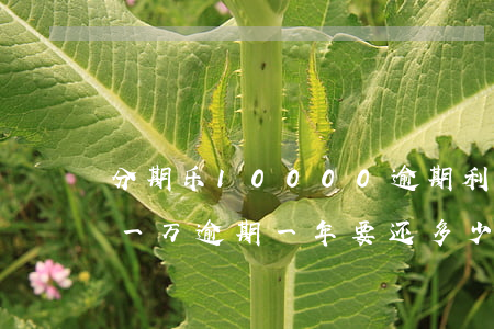分期乐10000逾期利息多少-分期乐借一万逾期一年要还多少钱?