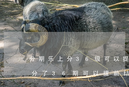 分期乐上分36级可以提前还款吗-分期乐分了36期可以提前结清吗?
