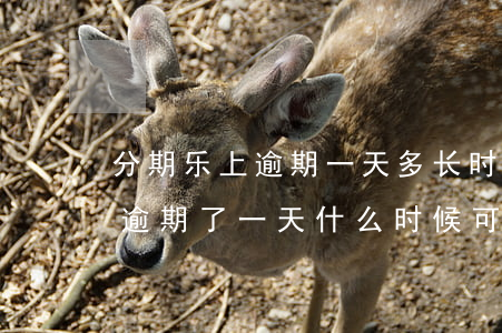 分期乐上逾期一天多长时间能再借-分期乐逾期了一天,什么时候可以借钱出来