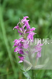 分期乐不看征信(分期乐借钱是不是不看征信)