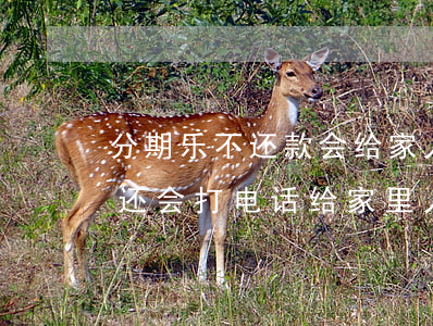 分期乐不还款会给家人打电话吗-分期乐不还会打电话给家里人吗