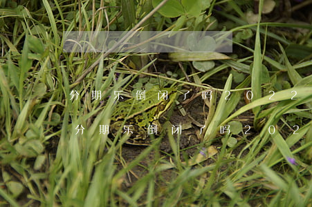 分期乐倒闭了吗2022年?都不打电话了-分期乐倒闭了吗2022年都不打电话了